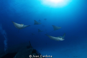 wreck Anaya & Eagle Rays by Juan Cardona 